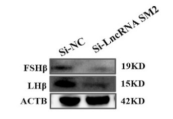 LHB Antibody - Figure 2.