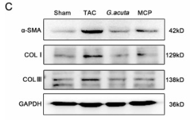 Collagen I Antibody - Fig.