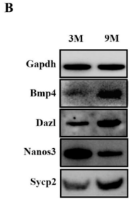 BMP4 Antibody - Figure 2.