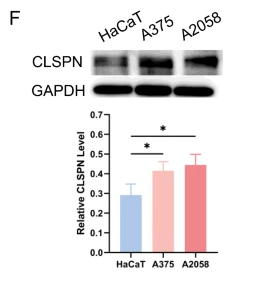 Claspin Antibody - Fig.