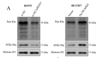 Histone H3 Antibody - Fig.
