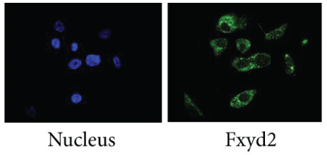 FXYD2 Antibody - Figure 2.