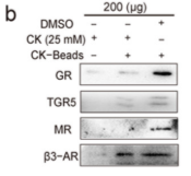 Mineralocorticoid Receptor Antibody - Figure 6.
