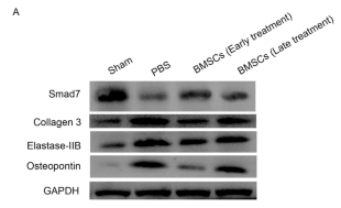 Smad7 Antibody - Fig.