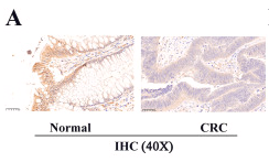 KIR2DL4 Antibody - Fig.