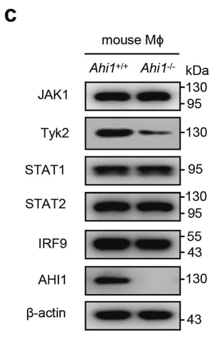 TYK2 Antibody - Fig.