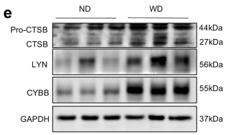 Lyn Antibody - Fig.