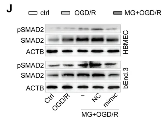 Phospho-Smad2 (Ser467) Antibody - Fig.