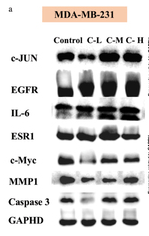 c-Jun Antibody - Figure 6 CSSGF could down-regulate the expression of c-Myc and up-regulate the expression of EGFR both in MDA-MB-231 and MCF-7 cells.