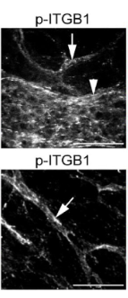 Phospho-Integrin beta 1 (Tyr783) Antibody - Figure 6.