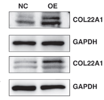 COL22A1 Antibody - Figure 8.