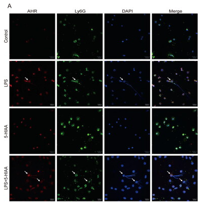 AhR Antibody - Figure 4.