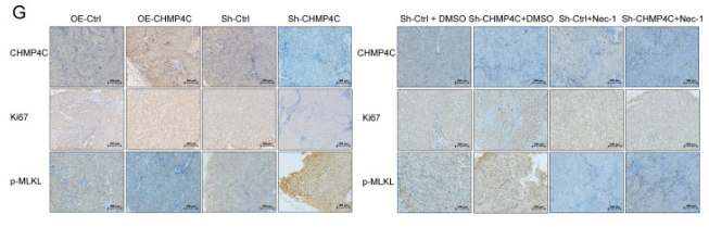 CHMP4C Antibody - Fig.