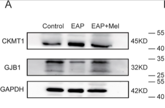 Connexin 32 Antibody - Figure 6 In the EAP model, Ckmt1 expression was reduced, whereas Gjb1 expression was increased after the treatment of melatonin.