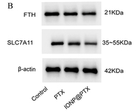IL12RB2 Antibody - Figure 4 Determination of proteins in A549 cells by Western blot.