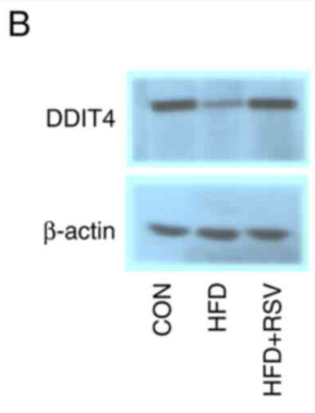 Smad7 Antibody - Figure 6 - Effects of RSV on the mRNA and protein expression levels of DDIT4 in skeletal muscle.