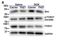 Phospho-FOXO1A (Ser249) Antibody - Figure 5DOX induced CDK7-dependent activation of the proapoptotic CDK2–FOXO1–Bim axis.