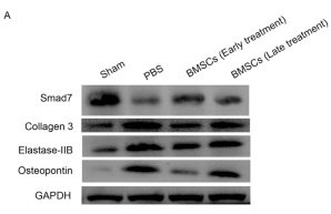 Osteopontin Antibody - Fig.