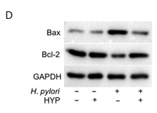 GAPDH Antibody - Fig.