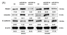 SGK269 Antibody - Figure 4 miR-505-3p regulates PEAK1 expression and EMT in EOC cells in vitro.