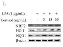 Nrf2 Antibody - Figure 2.