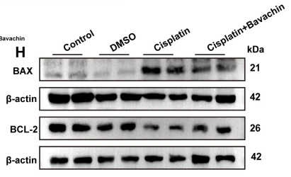 Bcl-2 Antibody - Fig.