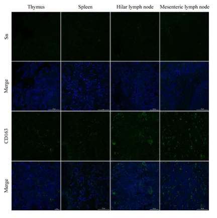 Sialoadhesin Antibody - Figure 5.