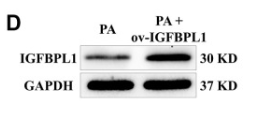 IGFBPL1 Antibody - Figure 1.