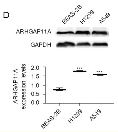 ARHGAP11A Antibody - Figure 2.
