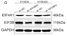 EIF4A1 Antibody - Fig.