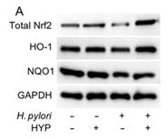 Nrf2 Antibody - Fig.