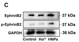 Phospho-Ephrin B2 (Tyr304) Antibody - Fig.