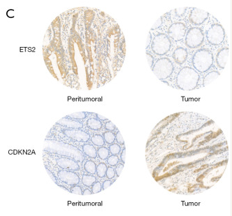 TERT Antibody - Figure 6.
