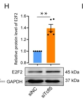E2F-2 Antibody - Fig.