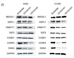 E2F-2 Antibody - FIGURE 5 DGKA silencing downregulates the expression of CCND3.