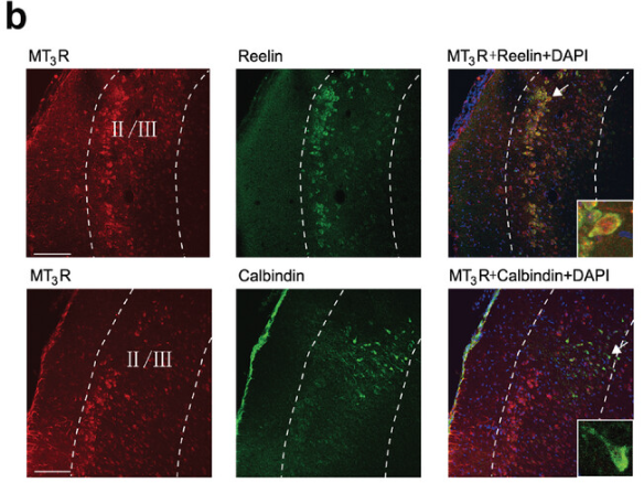 NQO2 Antibody - Figure 1 Selective expression of MT3Rs in MEC stellate neurons and elevated levels of melatonin within the MEC during the inactive phase.