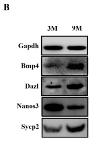 SYCP2 Antibody - Figure 2.