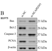 Caspase 3 Antibody - Fig.