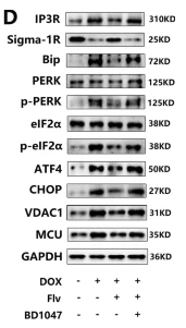 SIGMAR1 Antibody - Fig.