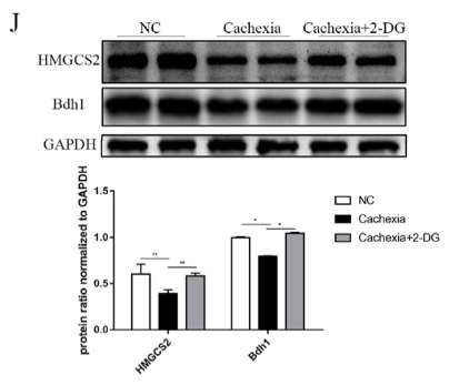HMGCS2  Antibody - Figure 4.