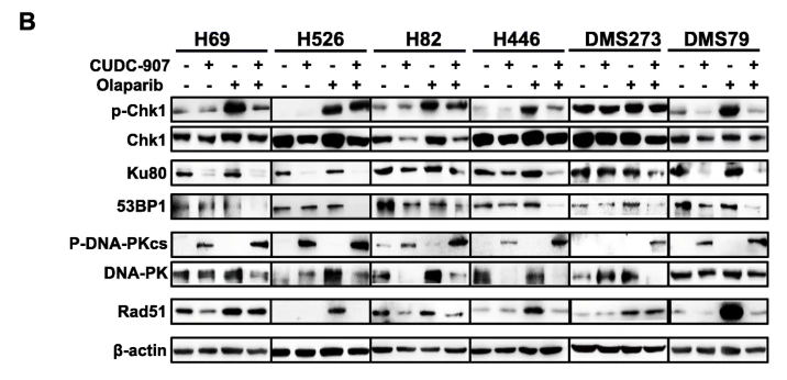 DNA PK Antibody - Fig.