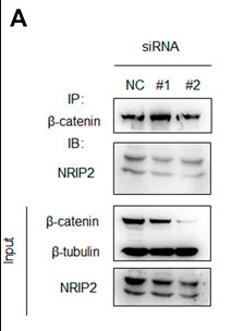 NRIP2 Antibody - FIGURE 1.