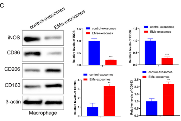 CD163 Antibody - FIGURE 2 Role of EMs exosomes on macrophage polarization.