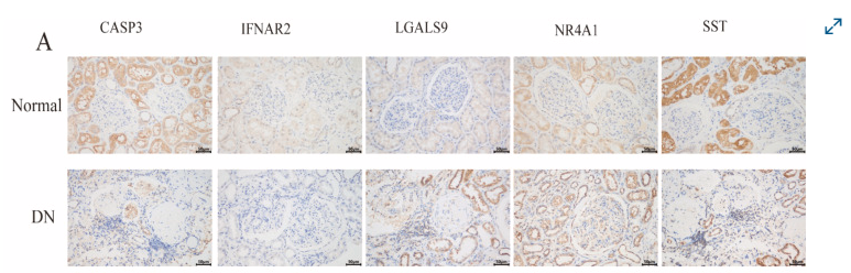 IFNAR2 Antibody - Fig.