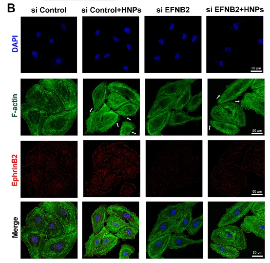 EFNB1/2 Antibody - Fig.