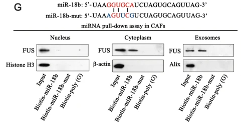 TLS/FUS Antibody - Fig.