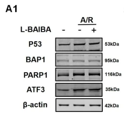 BAP1 Antibody - Fig.