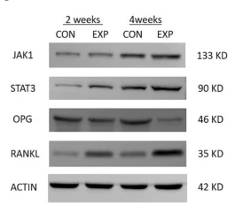 JAK1 Antibody - Fig.