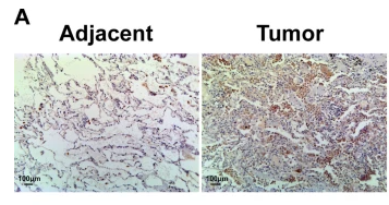 DARS2 Antibody - Fig.