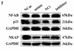 NKAP Antibody - Fig.